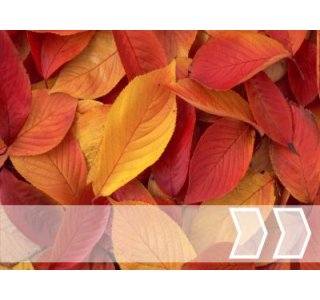 Herbst/Winter