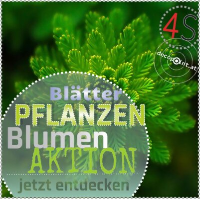 Pflanzen