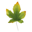 Ahornblätter 2Stck./Btl., aus Papier     Groesse:...