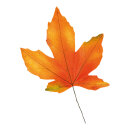 Ahornbltter 2Stck./Btl., aus Papier Abmessung: 37cm...