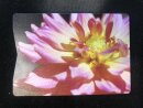 RFID Anti-Skimming-Kartenhalter Farbe: schwarz mit Lotus...