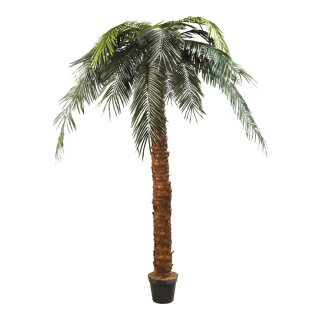 Phönix-Palme im Topf Kunststoff, Kunstseide     Groesse: 300cm - Farbe: grün/braun #