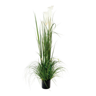 Reed  - Material: 5-fold in pot - Color: green/white - Size:  X 150cm