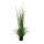 Reed  - Material: 5-fold in pot - Color: green/white - Size:  X 150cm