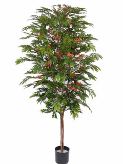 Eberesche, EBERESCHE / VOGELBEERBAUM X7140 MIT 1683 BEEREN, 210CM