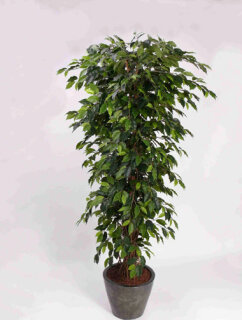 Ficus Benjamini, mehrstämmig, 180cm, 1.440 Blätter