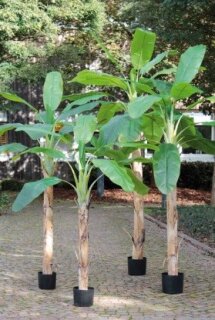 Bananenbaum, getopft, 240 cm