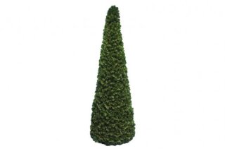 Fir-cone tree, green, spruce