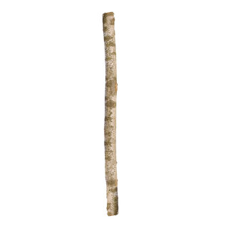 Birken-Naturstamm Naturmaterial (ungespitzt)     Groesse: 8-15 cm Ø, 180 cm lang    Farbe: weiß