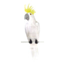 Cockatoo styrofoam/feathers 50x13x10 cm Color: white/yellow