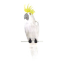 Cockatoo styrofoam/feathers     Size: 50x13x10 cm...