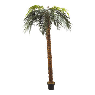 Phönix-Palme im Topf Kunststoff, Kunstseide     Groesse: 240cm - Farbe: grün/braun #
