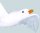 Seagull flying, styrofoam with cellulose     Size: 24x50cm    Color: white