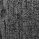 Wanddekorplatte SELBSTKLEBEND WL Carbonized Wood   - NEWS 2018 qm: 2,6  Abmessung [mm]: 2600x1000x1,3 Wandpaneel-Blickfang  in mehreren Ausführungen - Wandtapete
