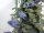 EUROPALMS Blütengirlande, künstlich, blau, 180cm
