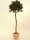 EUROPALMS Laurel ball tree, artificial plant, 180cm