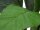 EUROPALMS Mangoldbusch, künstlich,  45cm