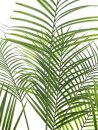 EUROPALMS Areca palm with big leaves, artificial plant,...