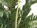 EUROPALMS Kentia palm tree, artificial plant, 180cm