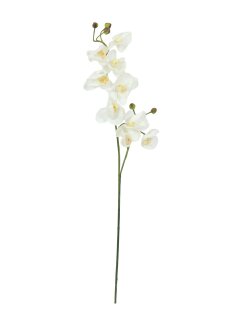 EUROPALMS Orchideenzweig, künstlich, creme-weiß, 100cm