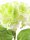 EUROPALMS Hortensienzweig, künstlich, grün, 76cm