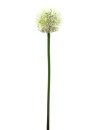 EUROPALMS Allium spray, artificial, cream, 55cm