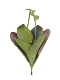 EUROPALMS Water Lily (EVA),artificial plant, closed, green, 45cm