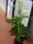 EUROPALMS Mini Calla, artificial plant, white, 43cm