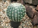 EUROPALMS Barrel Cactus, artificial plant, 34cm