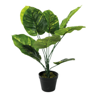 Philodendron Pflanze, mit Kunststoff Topf, Größe: 60cm Farbe: grün   #