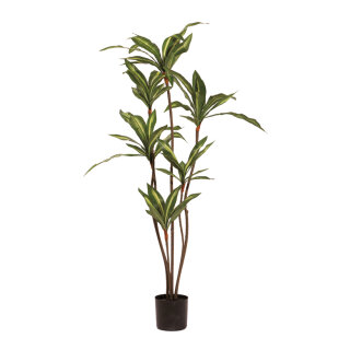 Dracaena-Baum im Topf     Groesse: 115cm    Farbe: grün