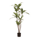 Dracaena-Baum im Topf     Groesse: 115cm    Farbe: grün