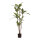 Dracaena-Baum im Topf     Groesse: 115cm    Farbe: grün