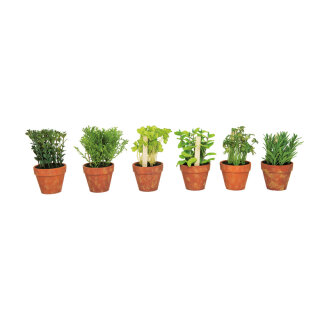 Herbs in pot set of 6  - Material:  - Color: green - Size: 18cm