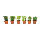 Herbs in pot, set of 6  18cm Color: green