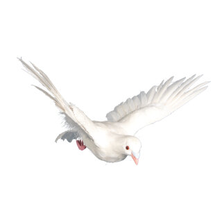 Pigeon flying, styrofoam with feathers     Size: 30x40x22cm    Color: white