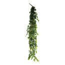 Pothos leaves-hanger 13-fold     Size: 200cm    Color:...
