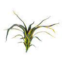 Aloe plant 16-fold     Size: 50cm    Color: green