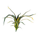 Aloe plant 16-fold 50cm Color: green