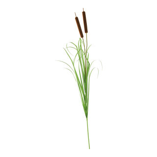 Bullrush 2-fold, with onion grass     Size: 120cm    Color: green/brown