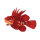 Fire fish with hanger     Size: 30cm    Color: red/black