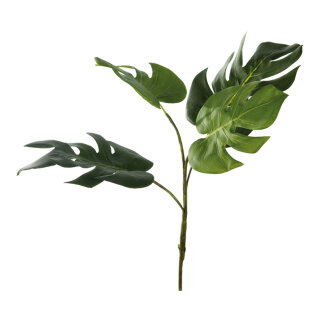 Split-Philo branch      Size: 75cm    Color: green