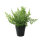 Celery in pot      Size: 26cm    Color: green/black