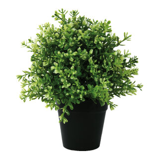 Ixora in pot      Size: 24cm    Color: green/black