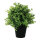 Ixora in pot      Size: 24cm    Color: green/black