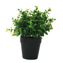 Eucalyptus in pot  - Material:  - Color: green/black -...