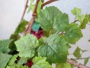 EUROPALMS Grape bush, premium, artificial, 100cm