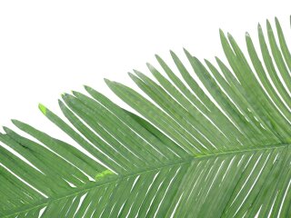 EUROPALMS Coconut king palm branch, artificial, 180cm