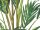 EUROPALMS Canary date palm, artificial plant, 240cm