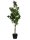 EUROPALMS Podocarpus tree, artificial plant, 90cm